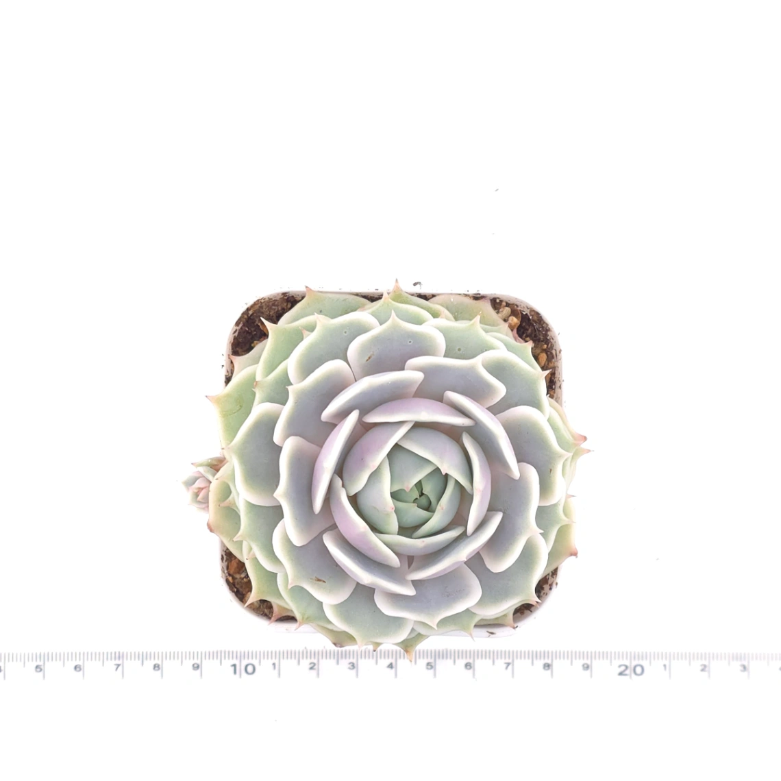 Echeveria ‘Lola’ | 露娜蓮 thumbnail 4