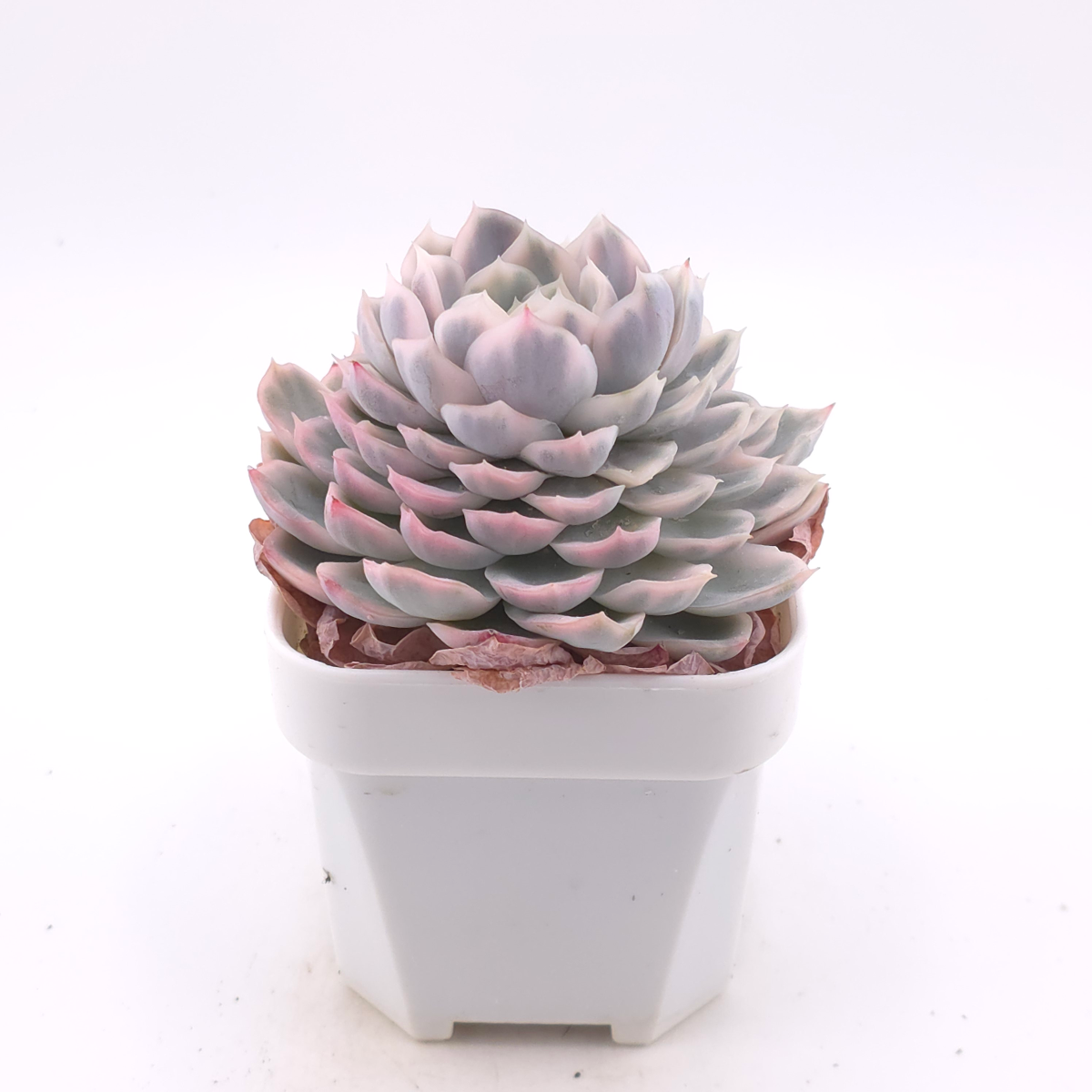 Echeveria ‘Mexican Snowball’ variegated | 墨西哥雪球錦 thumbnail 2