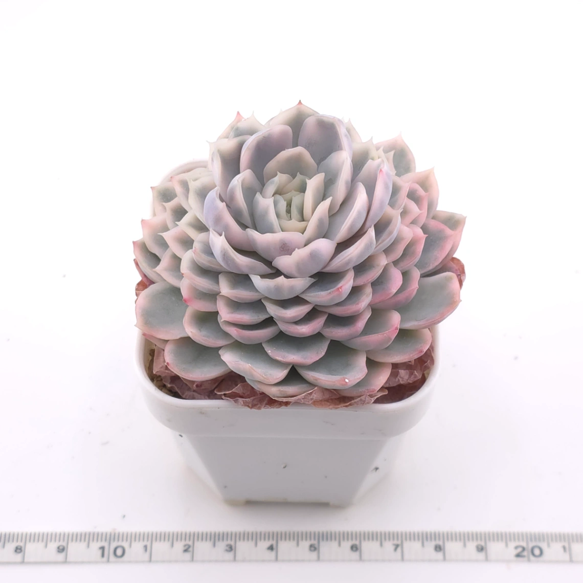 Echeveria ‘Mexican Snowball’ variegated | 墨西哥雪球錦 thumbnail 3
