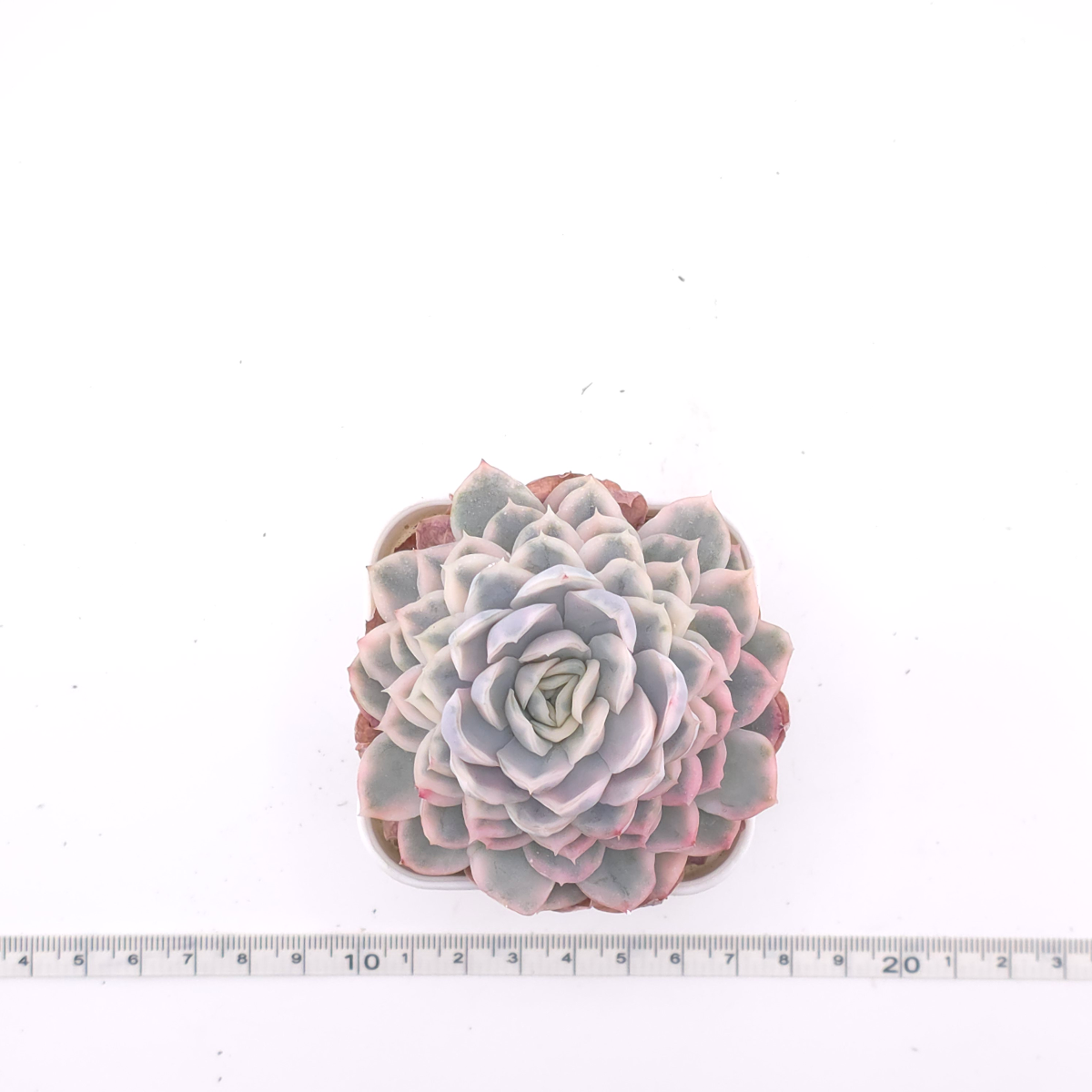 Echeveria ‘Mexican Snowball’ variegated | 墨西哥雪球錦 thumbnail 4