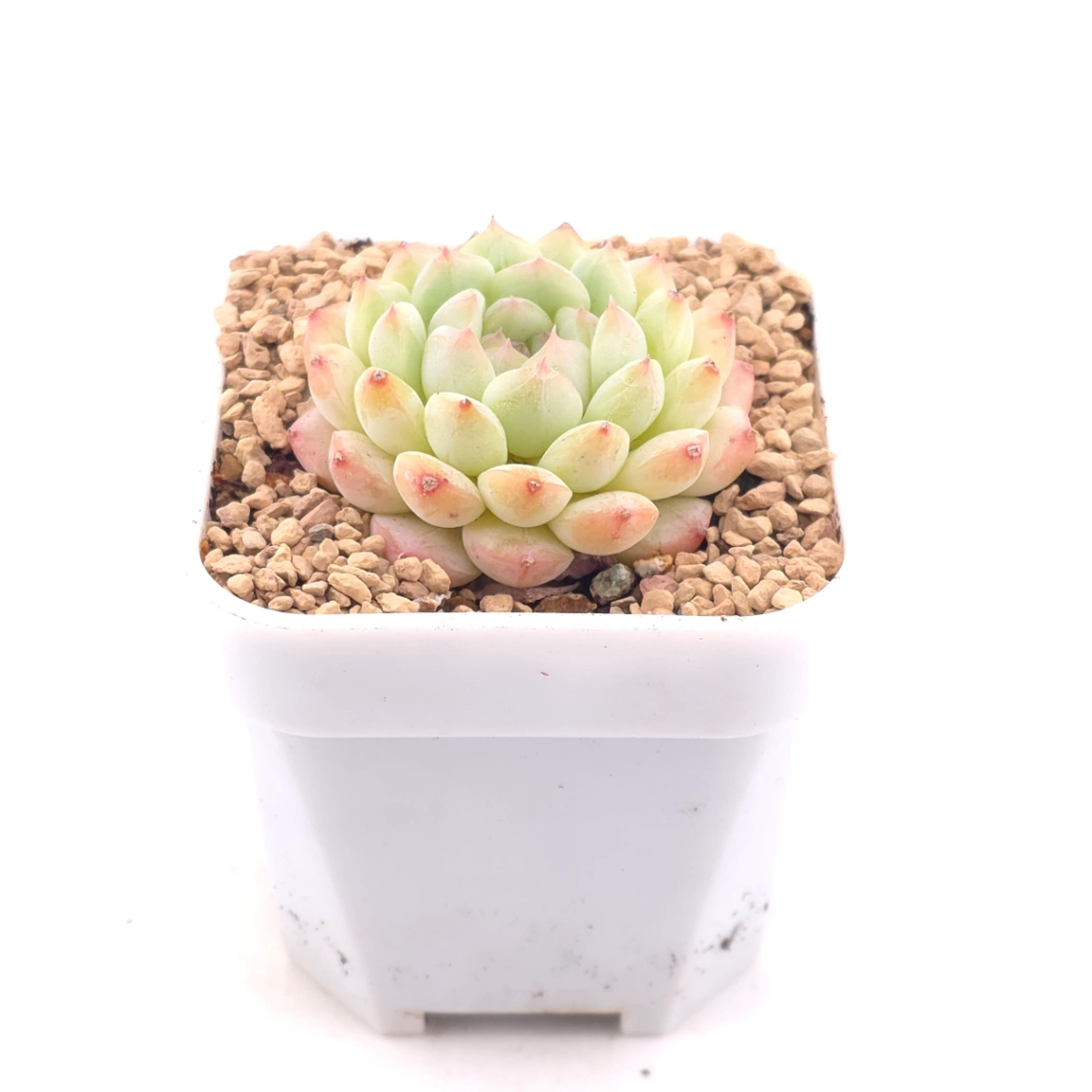Echeveria ‘Mittal’ | 米塔爾 thumbnail 2