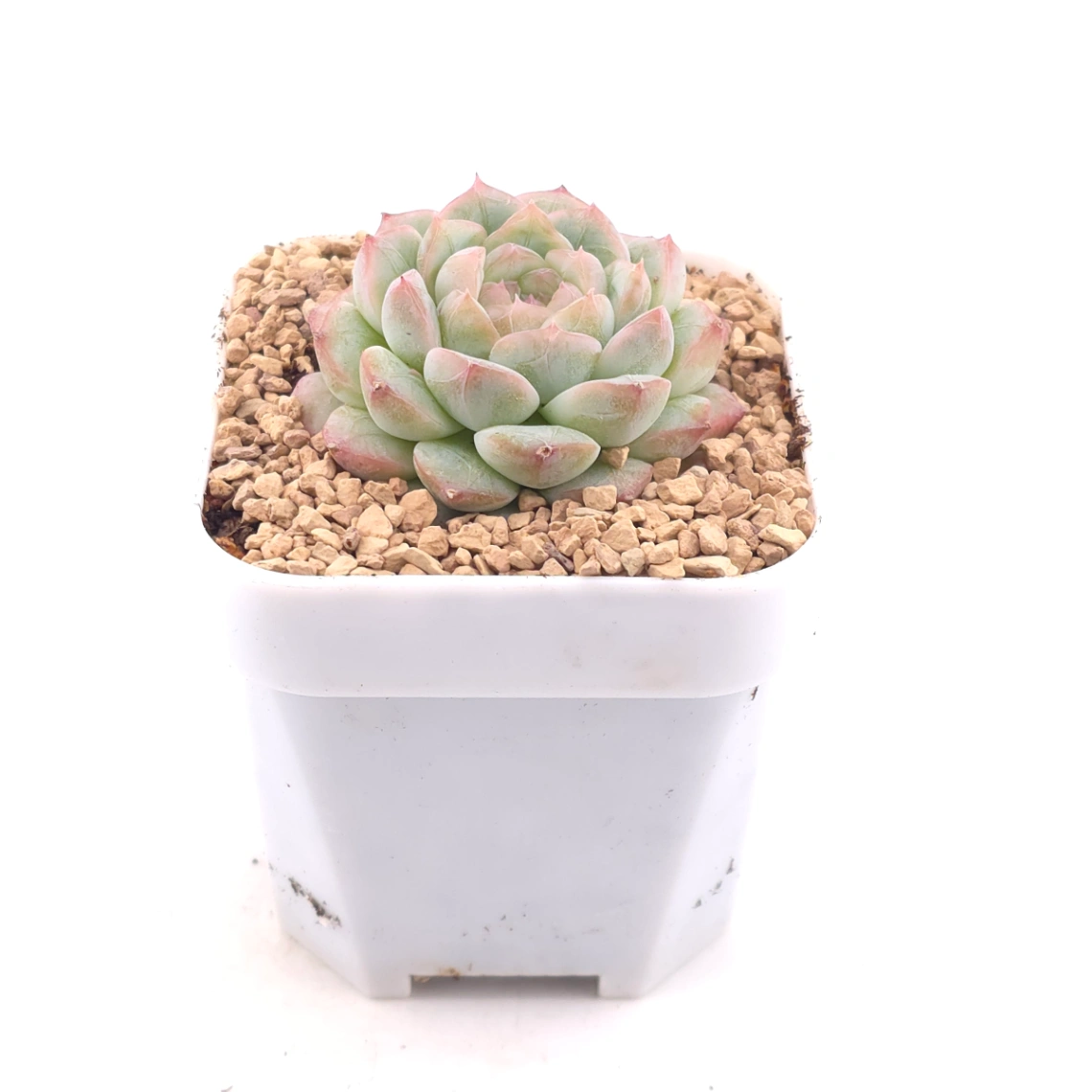 Echeveria ‘Mittal’ | 米塔爾 thumbnail 2