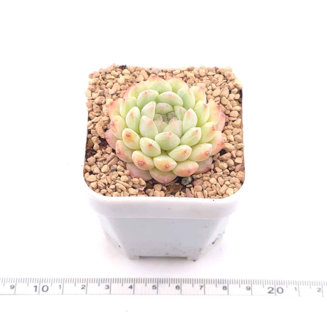 Echeveria ‘Mittal’ | 米塔爾 thumbnail 3