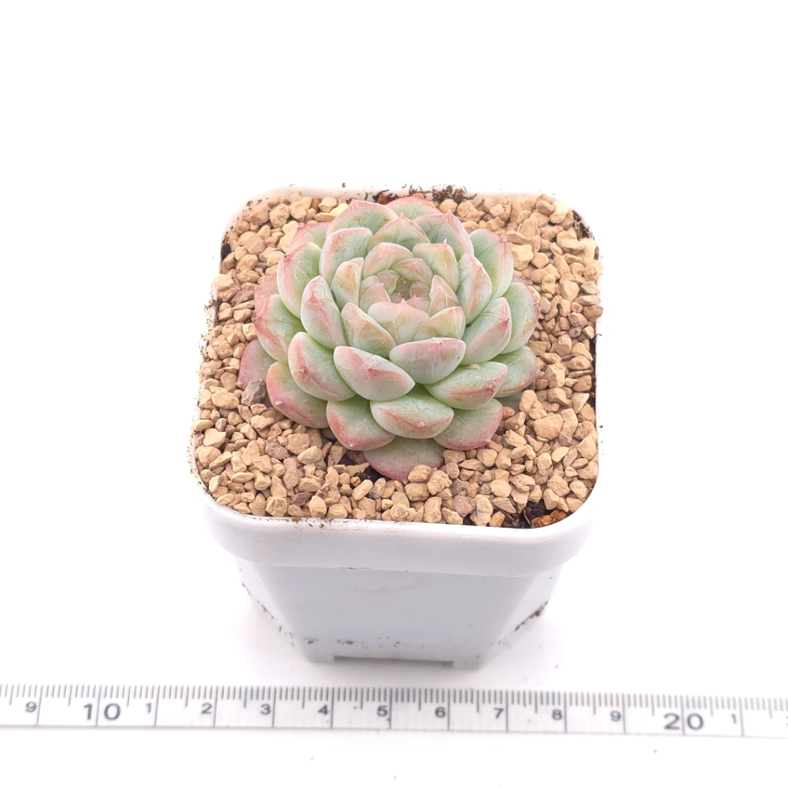 Echeveria ‘Mittal’ | 米塔爾 thumbnail 3