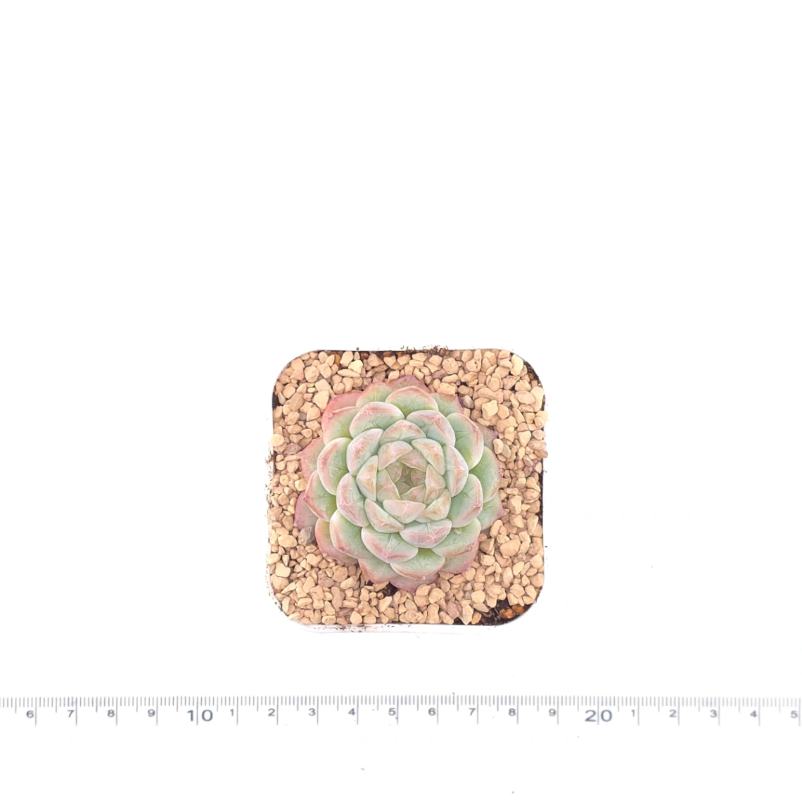 Echeveria ‘Mittal’ | 米塔爾 thumbnail 4