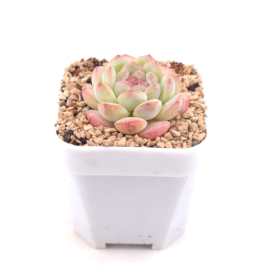 Echeveria ‘Mittal’ | 米塔爾 thumbnail 2
