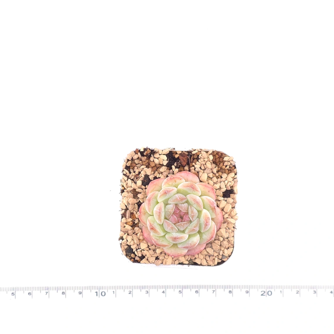 Echeveria ‘Mittal’ | 米塔爾 thumbnail 4