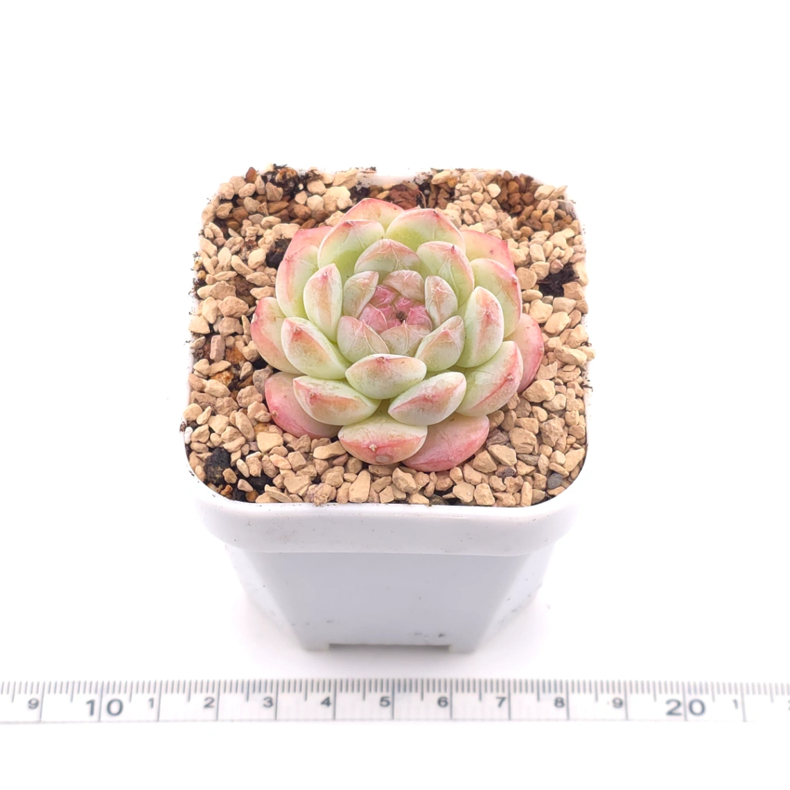 Echeveria ‘Mittal’ | 米塔爾 thumbnail 3