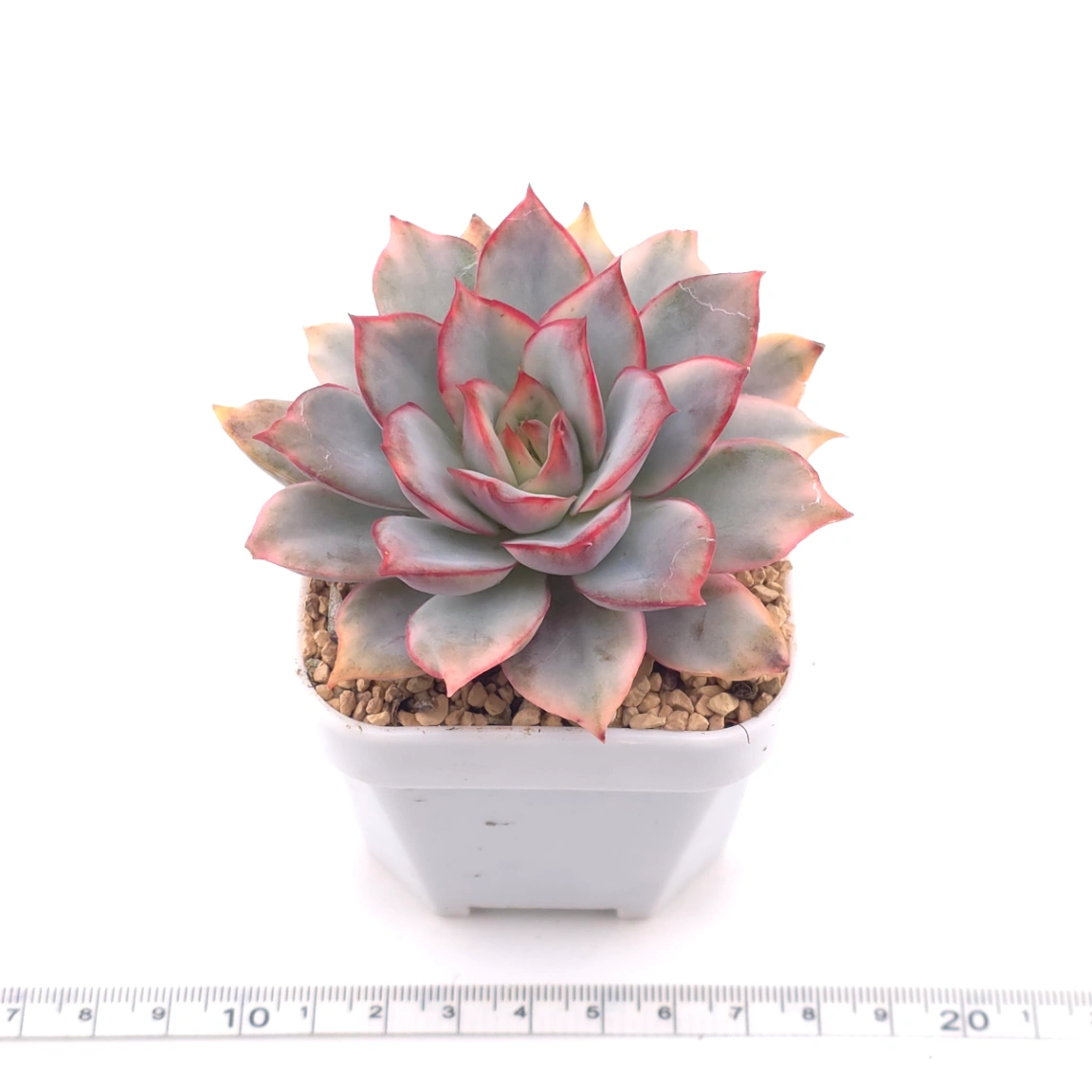 Echeveria ‘Moon Goddess’ Variegated | 月光女神錦 thumbnail 3