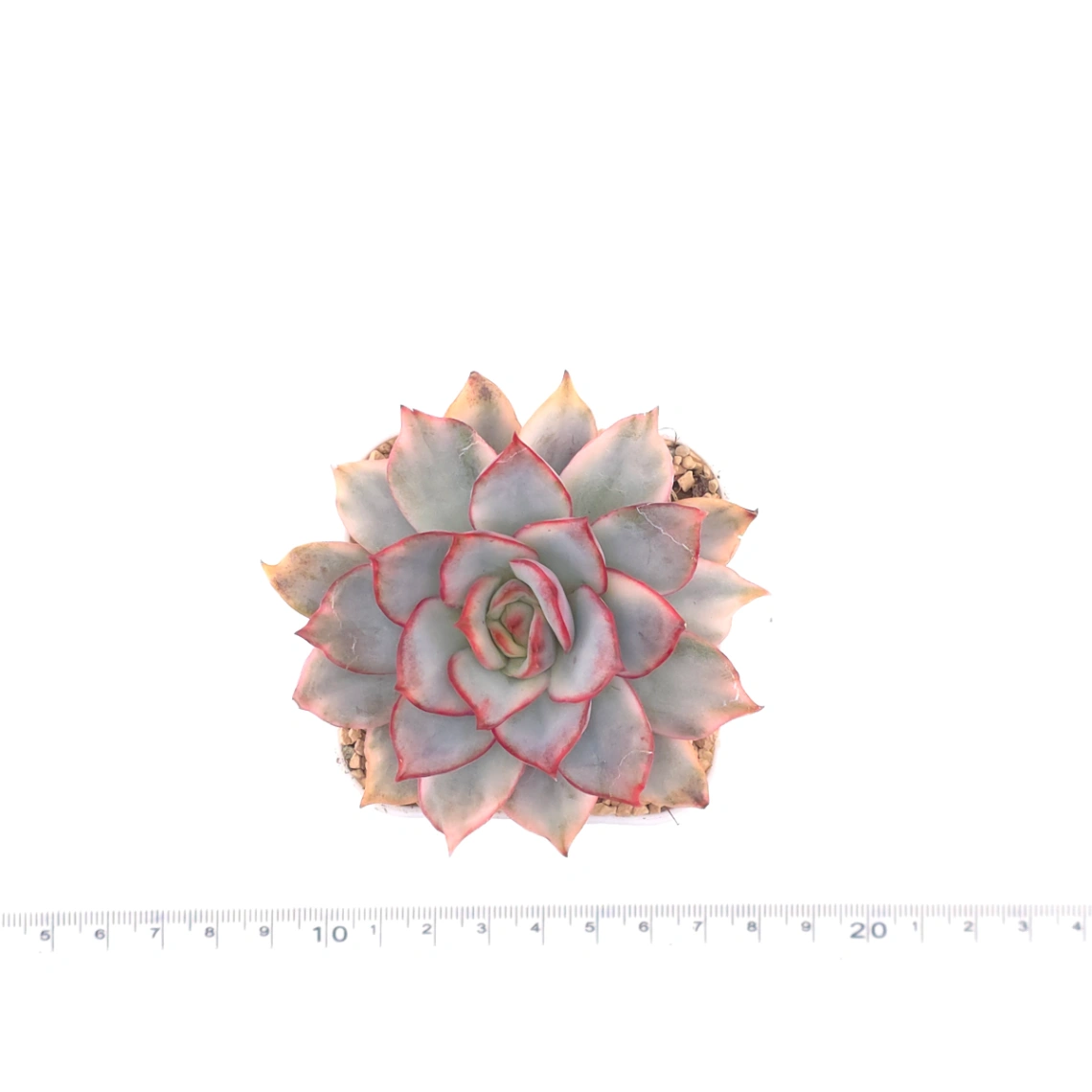 Echeveria ‘Moon Goddess’ Variegated | 月光女神錦 thumbnail 4