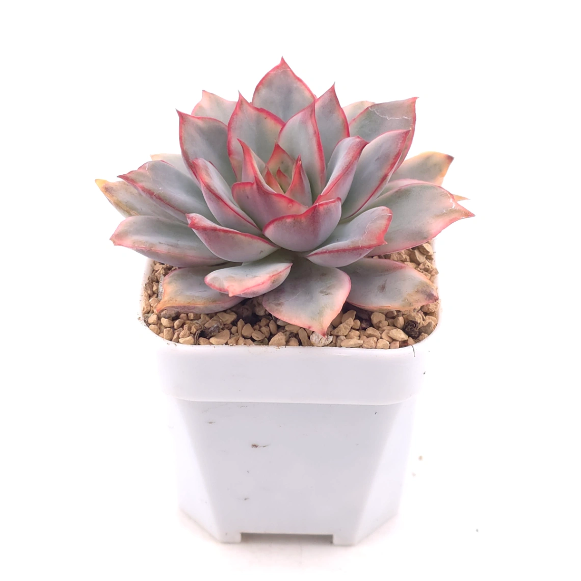 Echeveria ‘Moon Goddess’ Variegated | 月光女神錦 thumbnail 2