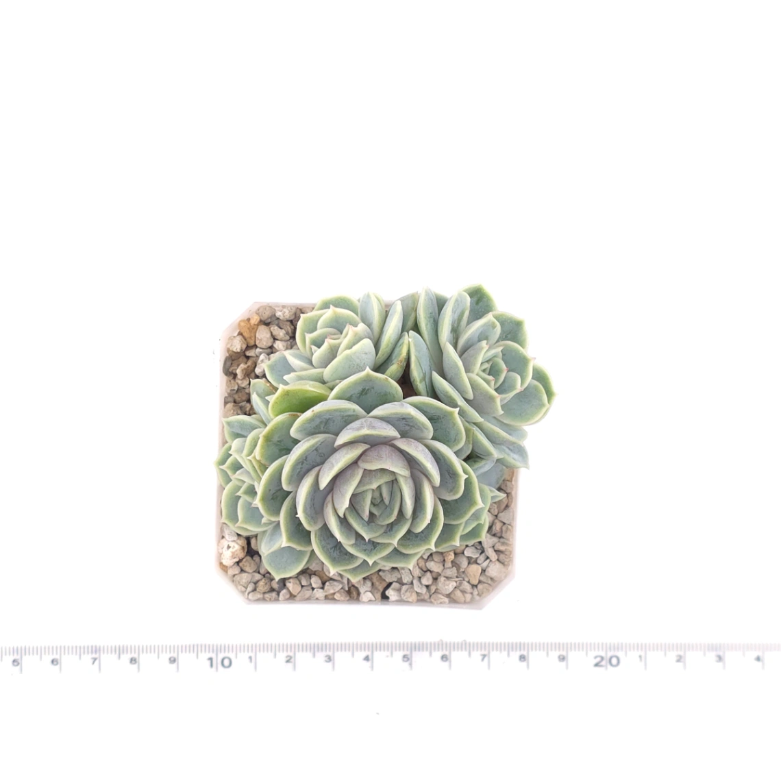Echeveria ‘Onslow’ | 昂斯諾 thumbnail 4