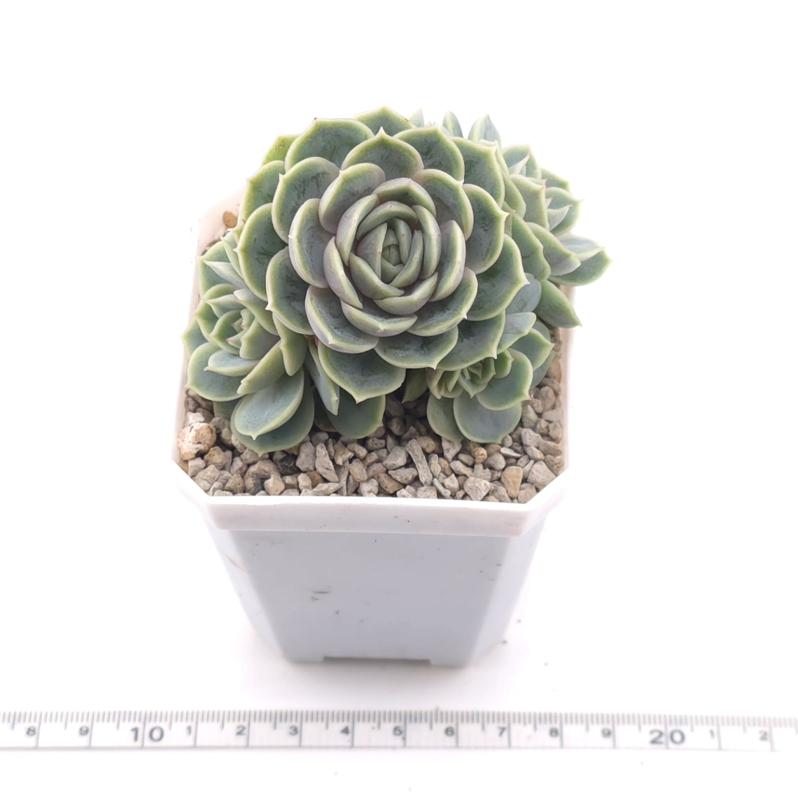 Echeveria ‘Onslow’ | 昂斯諾 thumbnail 3