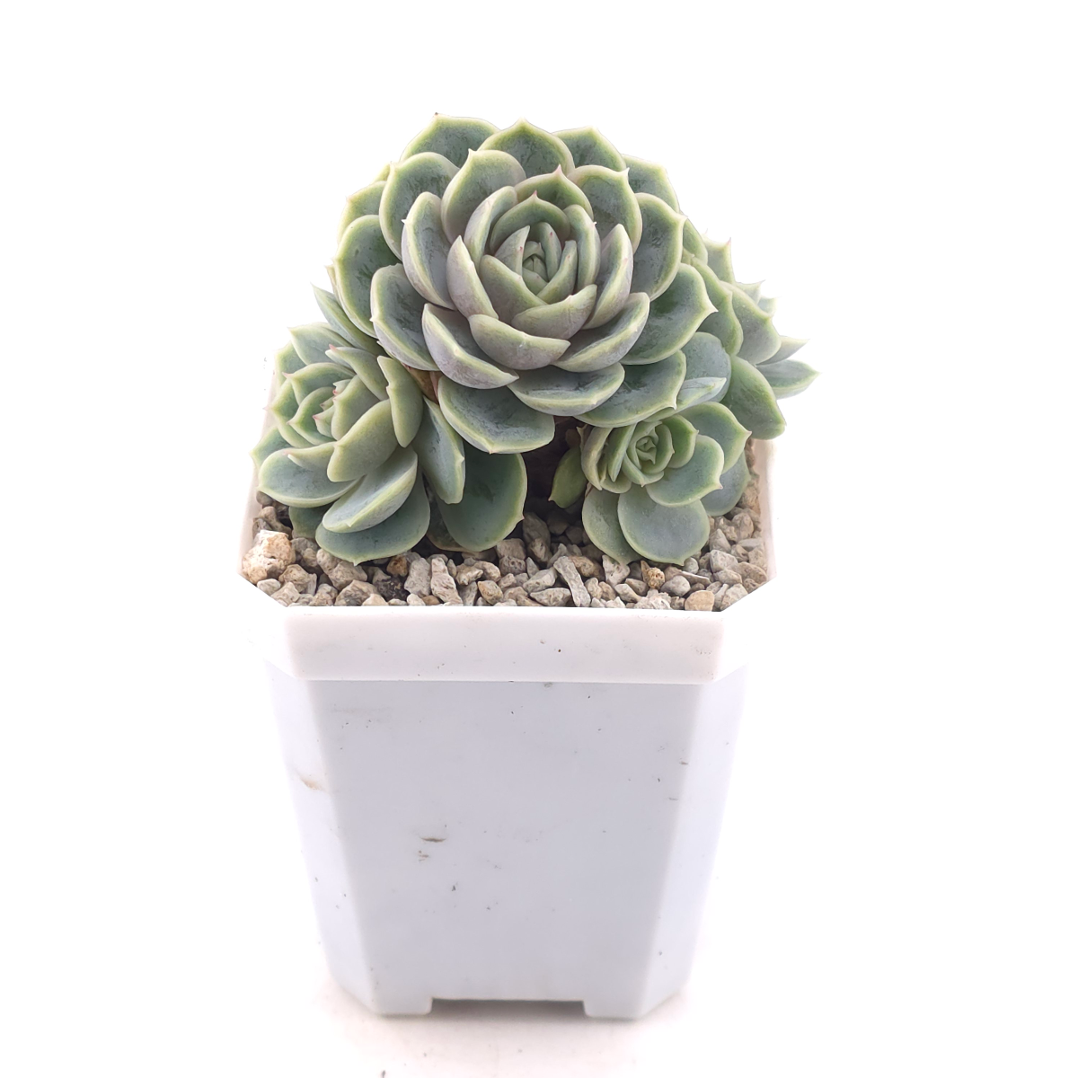 Echeveria ‘Onslow’ | 昂斯諾 thumbnail 2