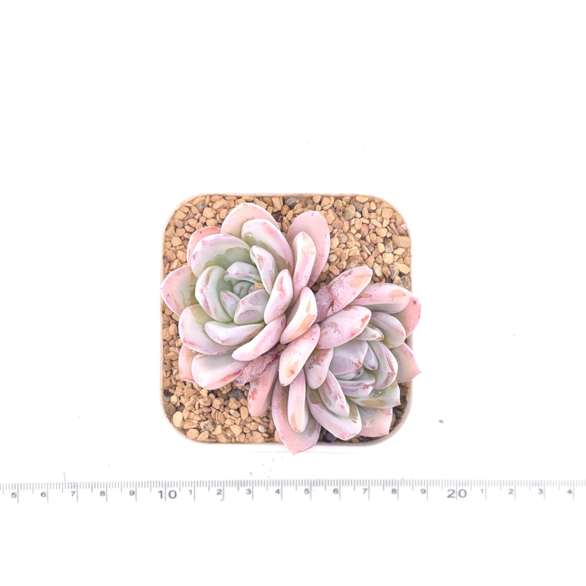 Echeveria ‘Sang-A’ | 嫦娥 thumbnail 4