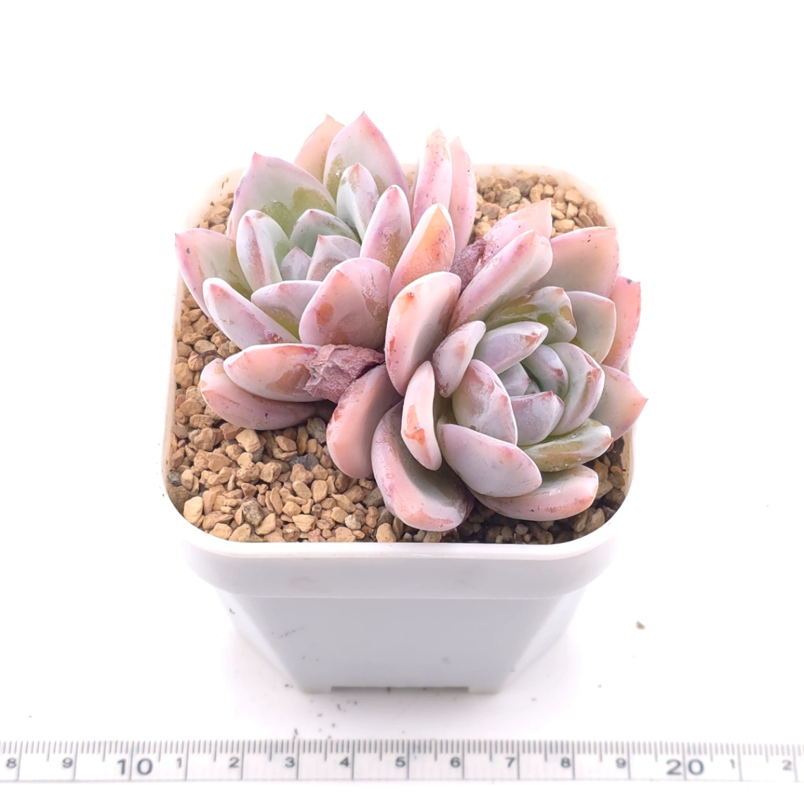 Echeveria ‘Sang-A’ | 嫦娥 thumbnail 3
