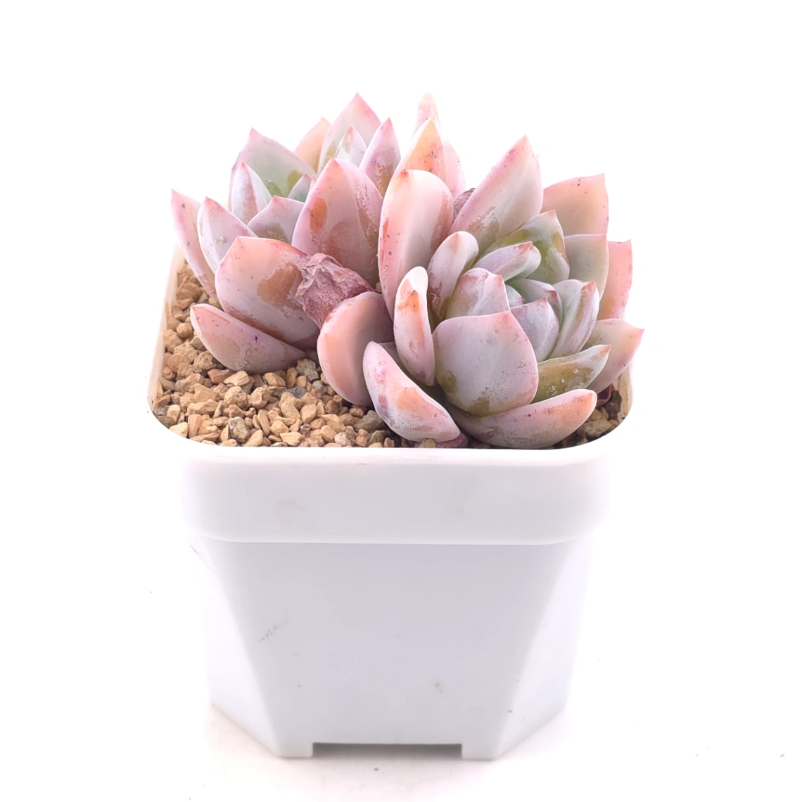 Echeveria ‘Sang-A’ | 嫦娥 thumbnail 2