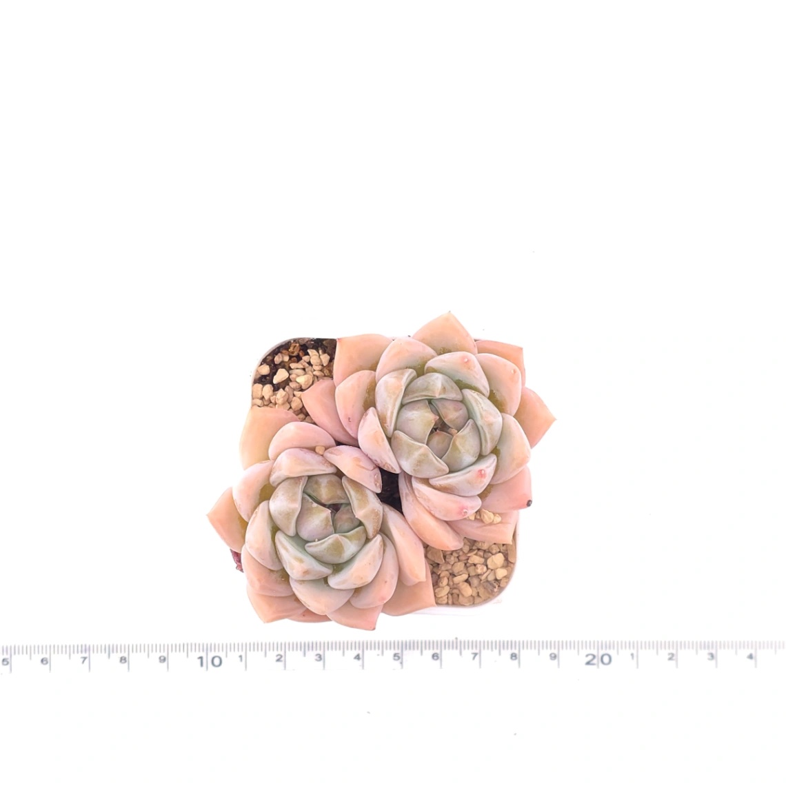 Echeveria ‘Snow Melanie’ | 雪媚娘 thumbnail 4