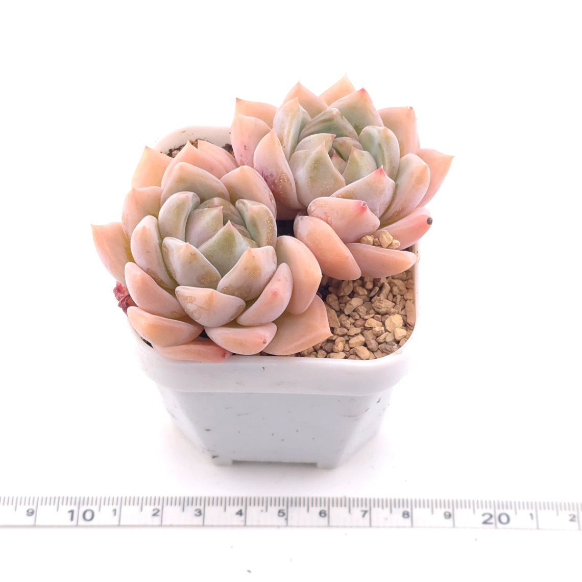 Echeveria ‘Snow Melanie’ | 雪媚娘 thumbnail 3