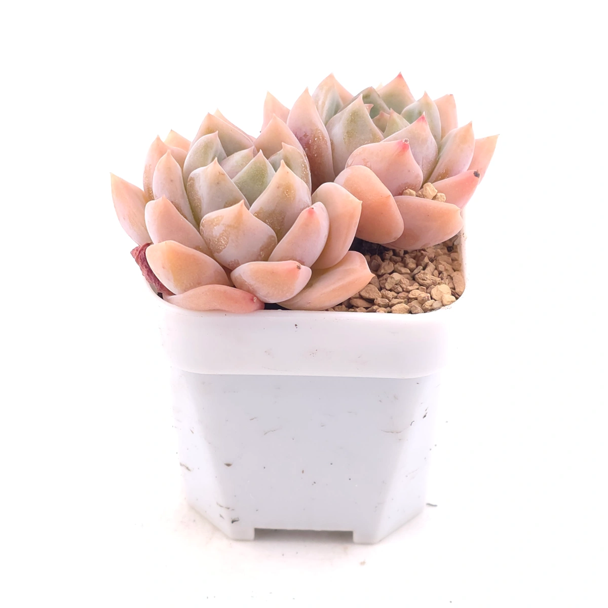 Echeveria ‘Snow Melanie’ | 雪媚娘 thumbnail 2