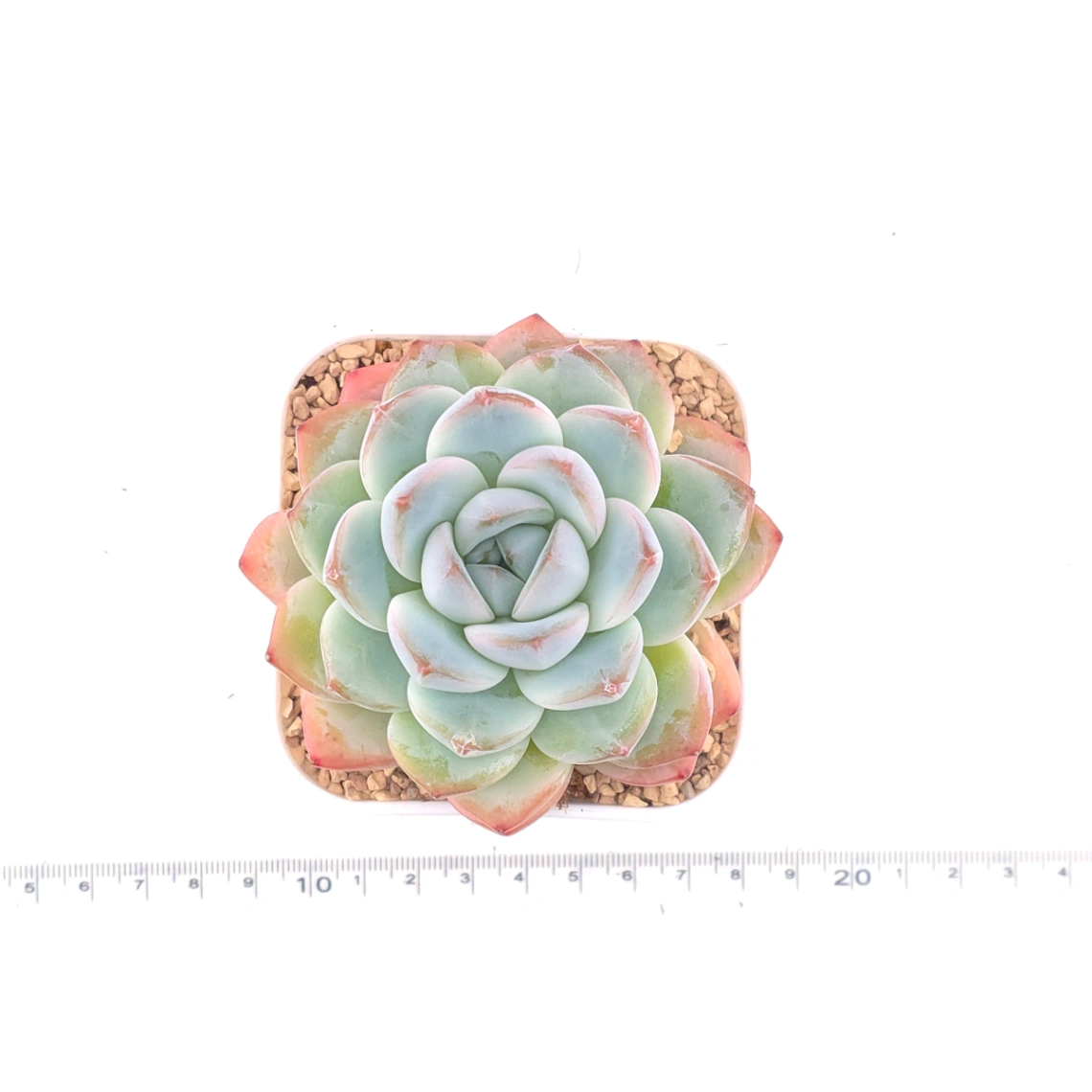 Echeveria ‘Star Mark’ | 全明星 thumbnail 4
