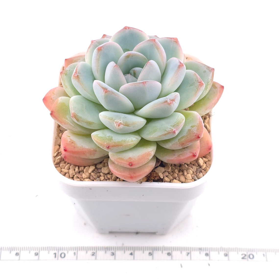 Echeveria ‘Star Mark’ | 全明星 thumbnail 3