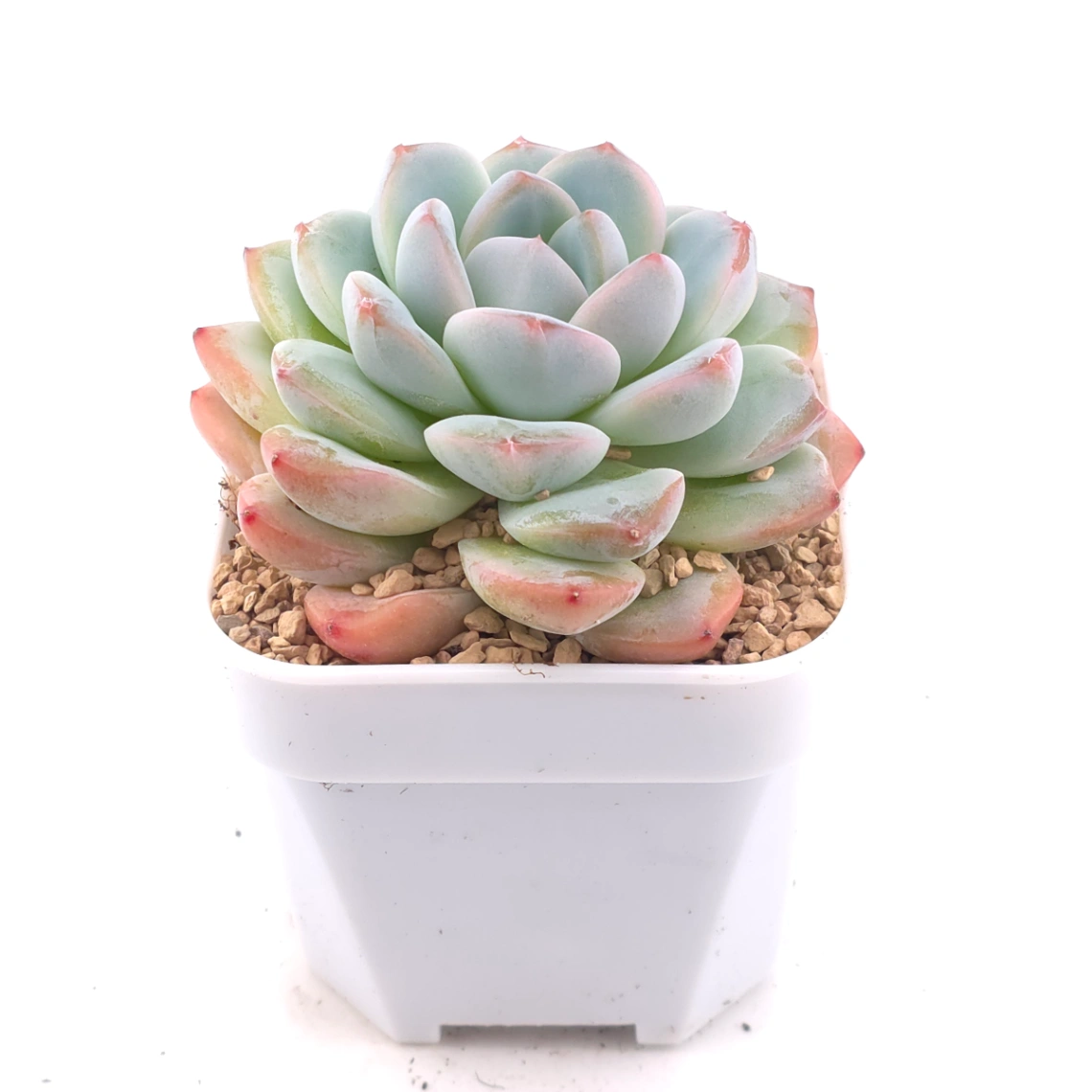Echeveria ‘Star Mark’ | 全明星 thumbnail 2
