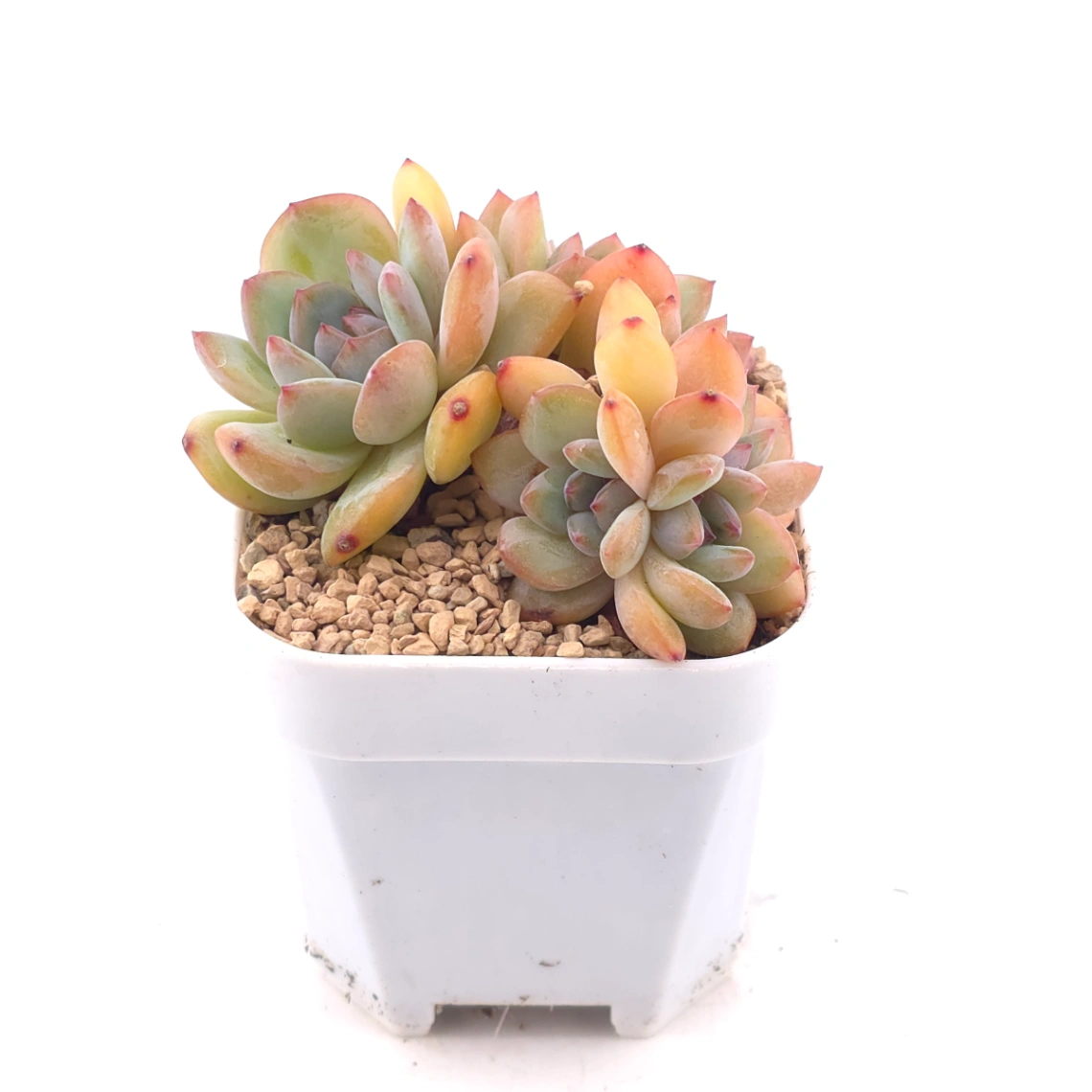 Echeveria ‘Star Snow’ | 星雪 thumbnail 2