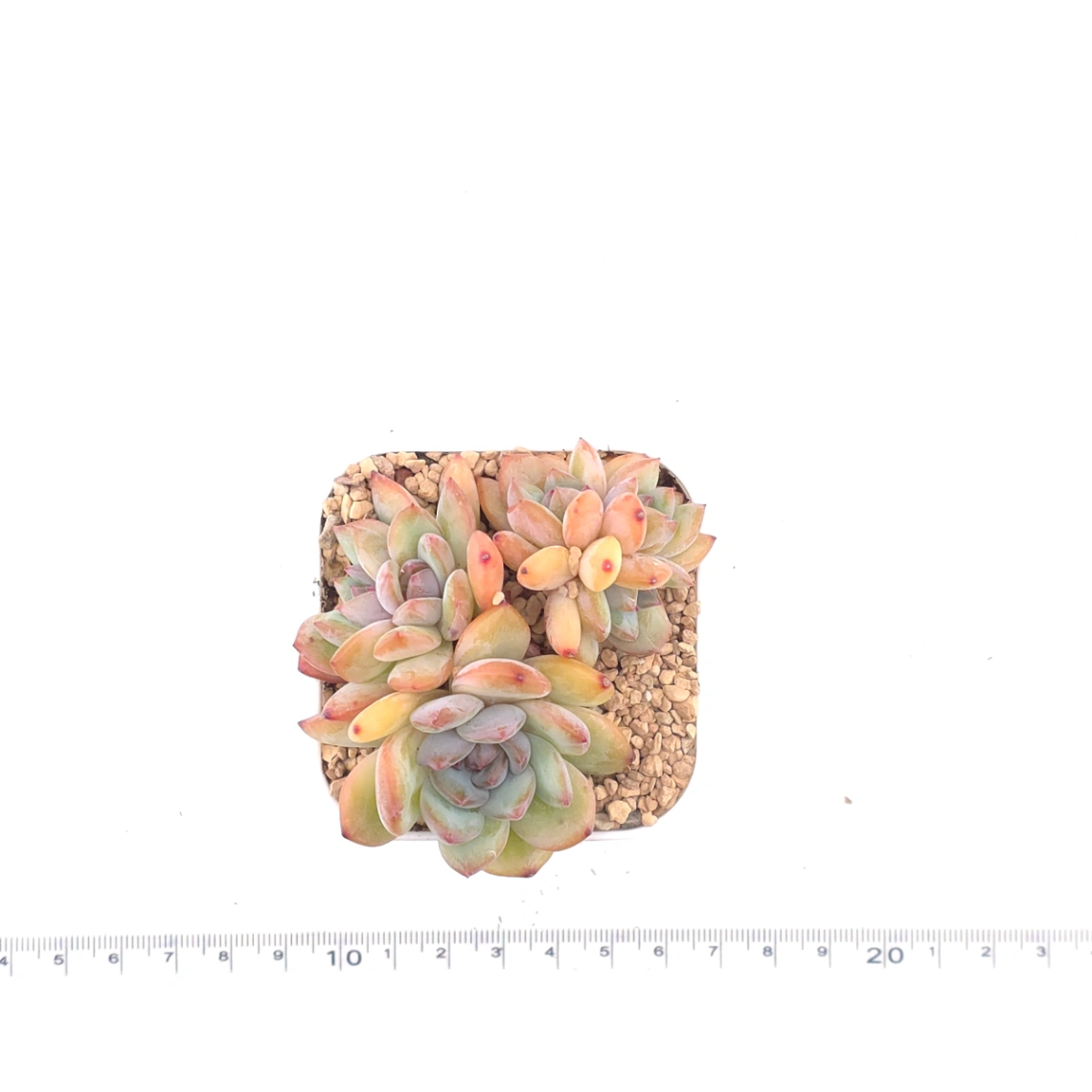 Echeveria ‘Star Snow’ | 星雪 thumbnail 4