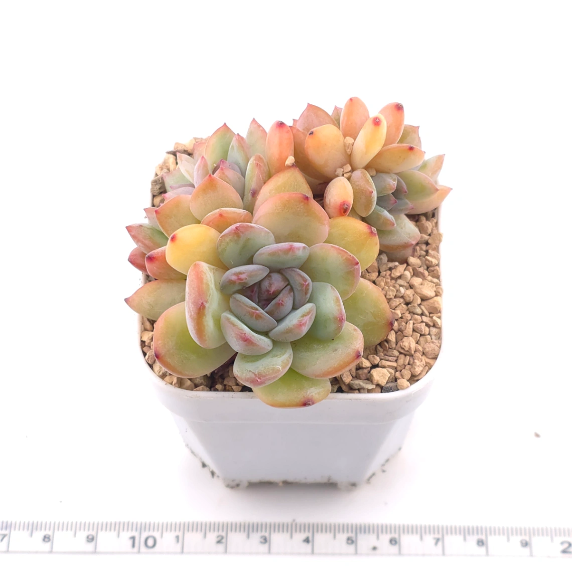 Echeveria ‘Star Snow’ | 星雪 thumbnail 3