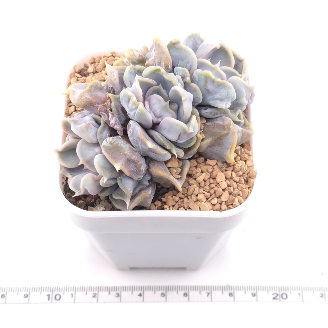 Echeveria ‘Thriller Pearl’ | 戰慄珍珠 thumbnail 3