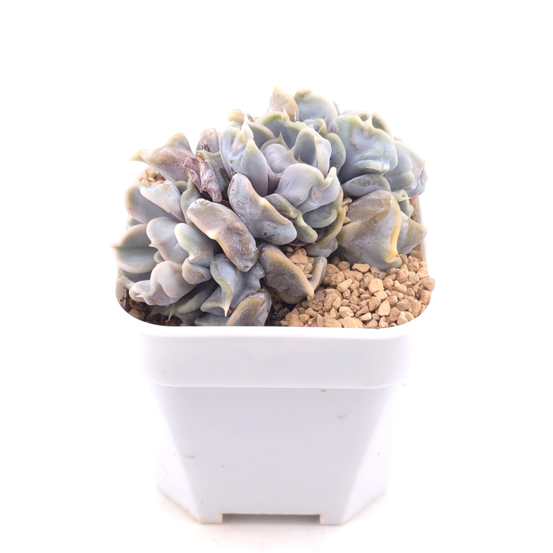 Echeveria ‘Thriller Pearl’ | 戰慄珍珠 thumbnail 2