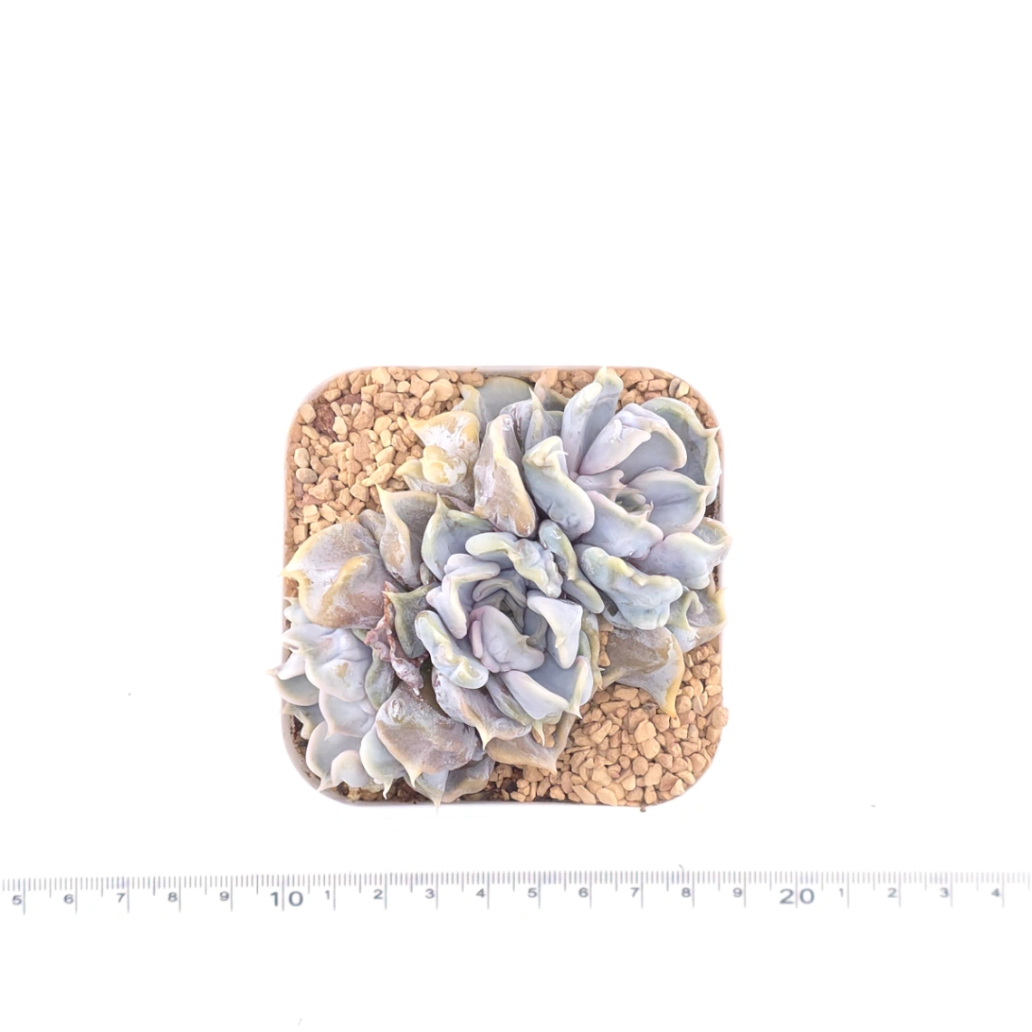 Echeveria ‘Thriller Pearl’ | 戰慄珍珠 thumbnail 4