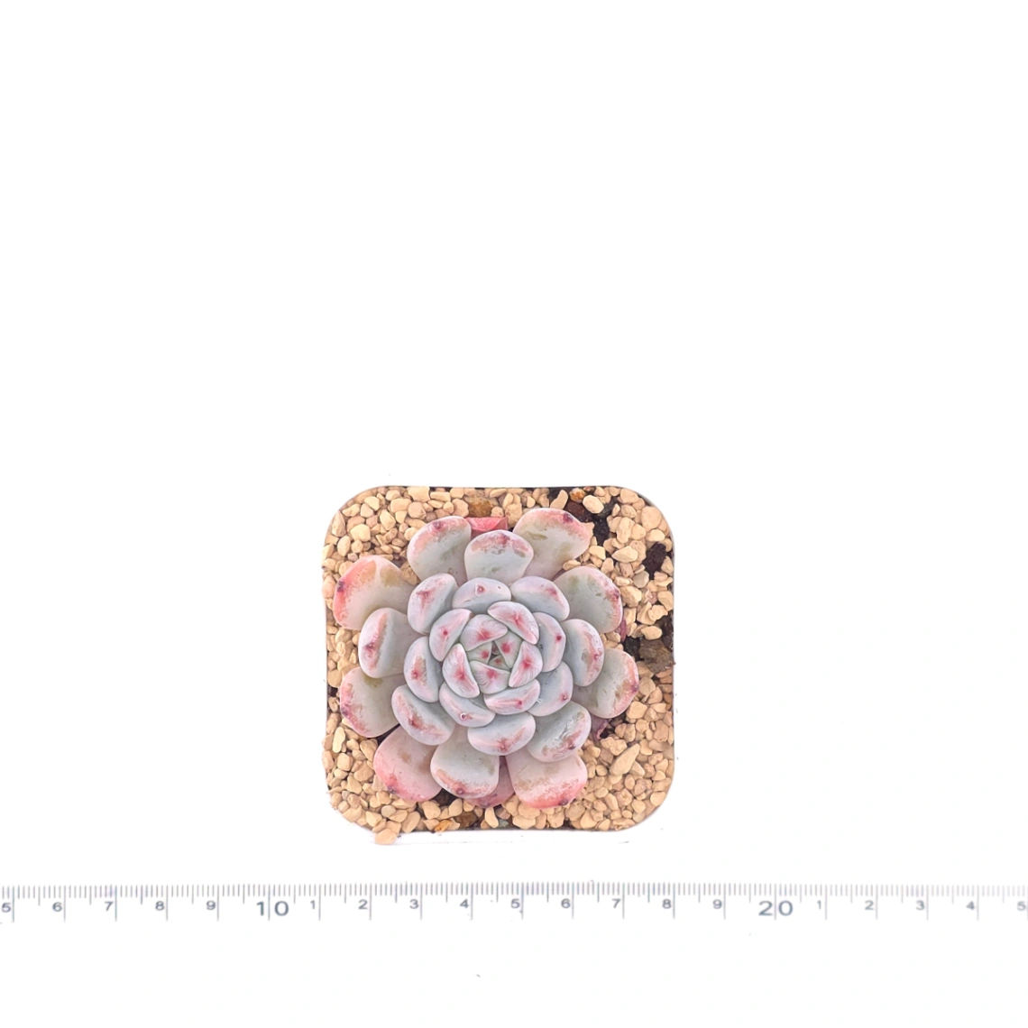 Echeveria ‘Viyant’ | 比安特雪爪 thumbnail 4