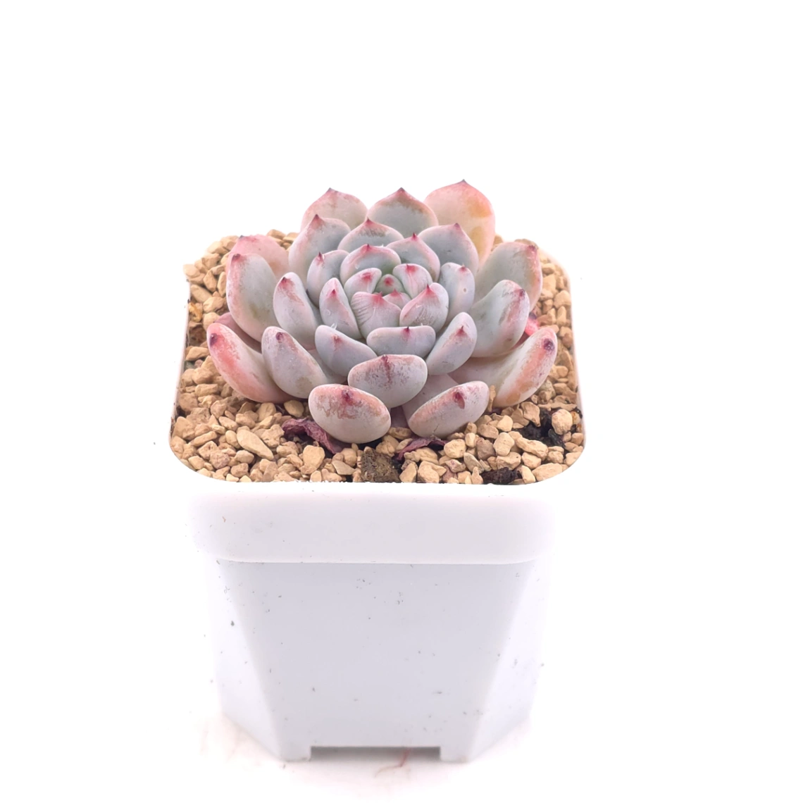 Echeveria ‘Viyant’ | 比安特雪爪 thumbnail 2