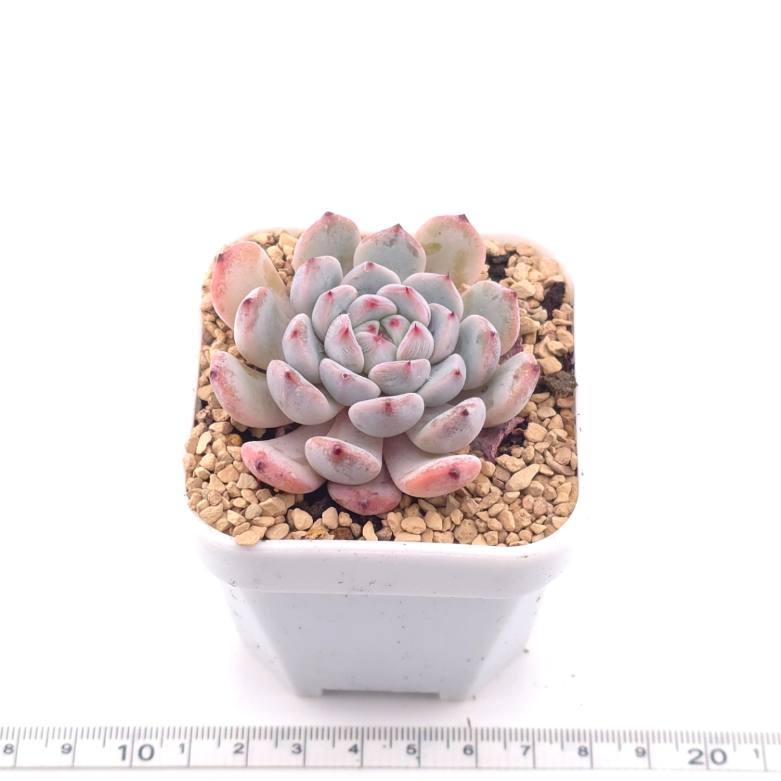 Echeveria ‘Viyant’ | 比安特雪爪 thumbnail 3