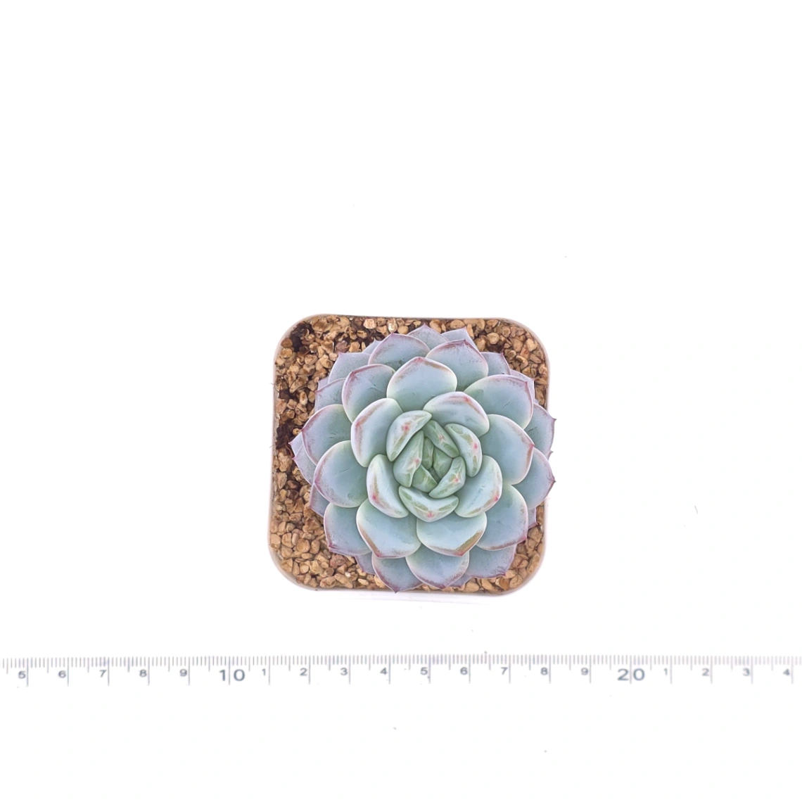 Echeveria ‘Werther’ | 維特 thumbnail 4