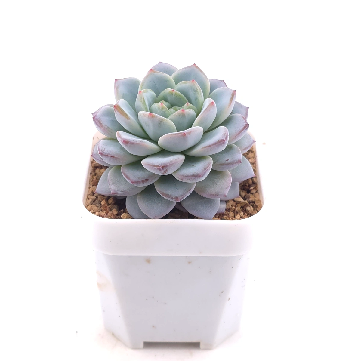 Echeveria ‘Werther’ | 維特 thumbnail 2