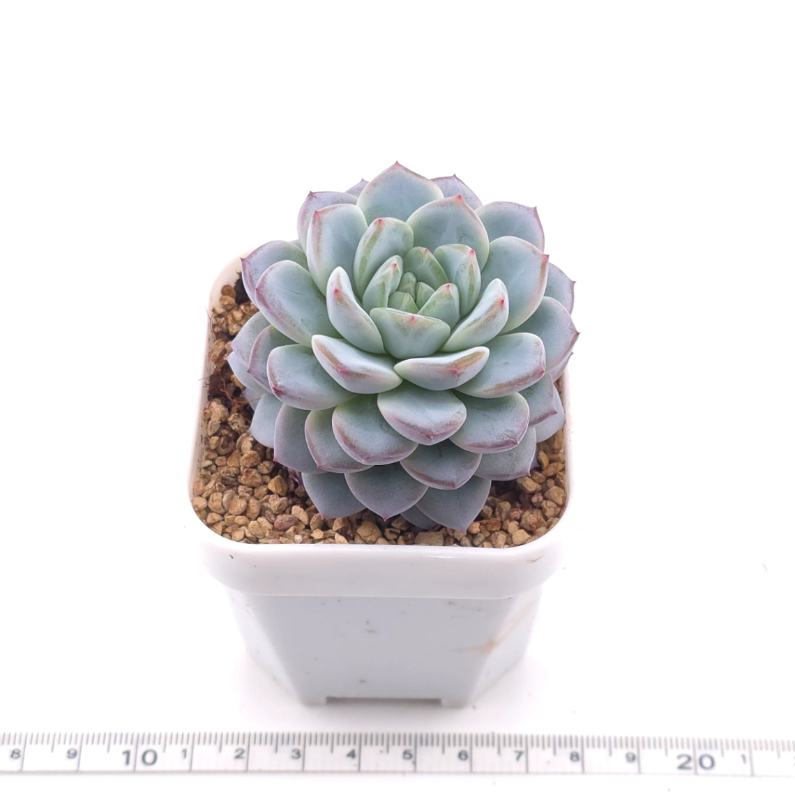 Echeveria ‘Werther’ | 維特 thumbnail 3