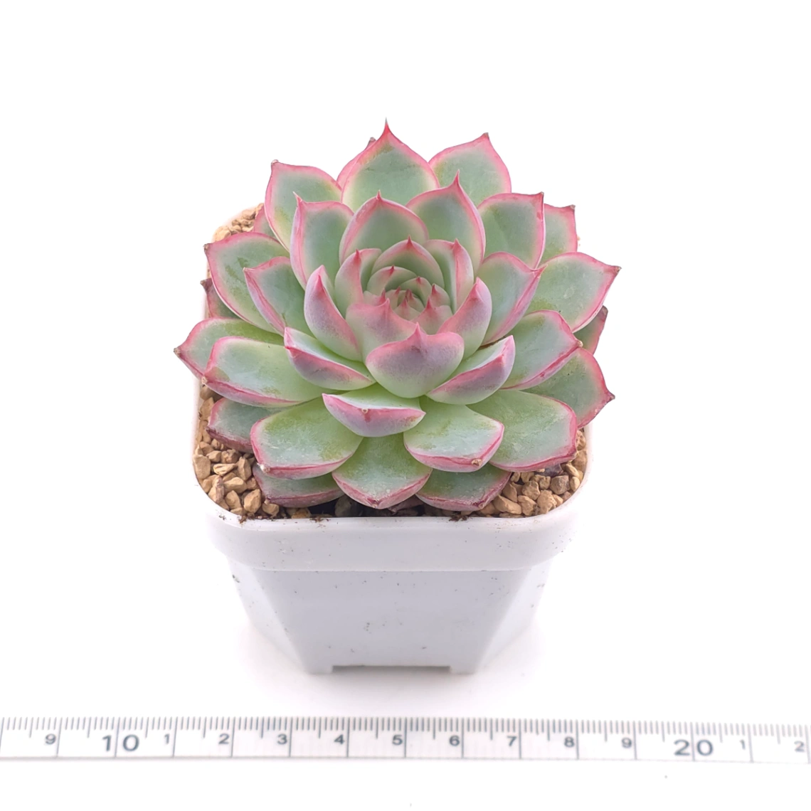 Echeveria ‘Wraith’ | 魅影 thumbnail 3