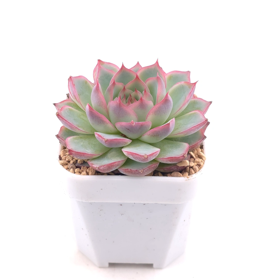 Echeveria ‘Wraith’ | 魅影 thumbnail 2