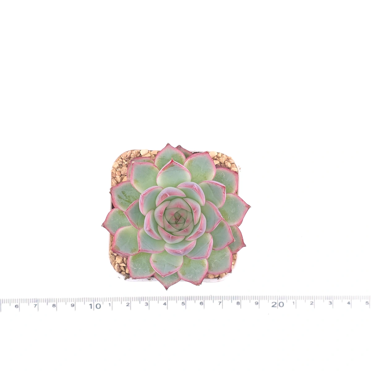 Echeveria ‘Wraith’ | 魅影 thumbnail 4