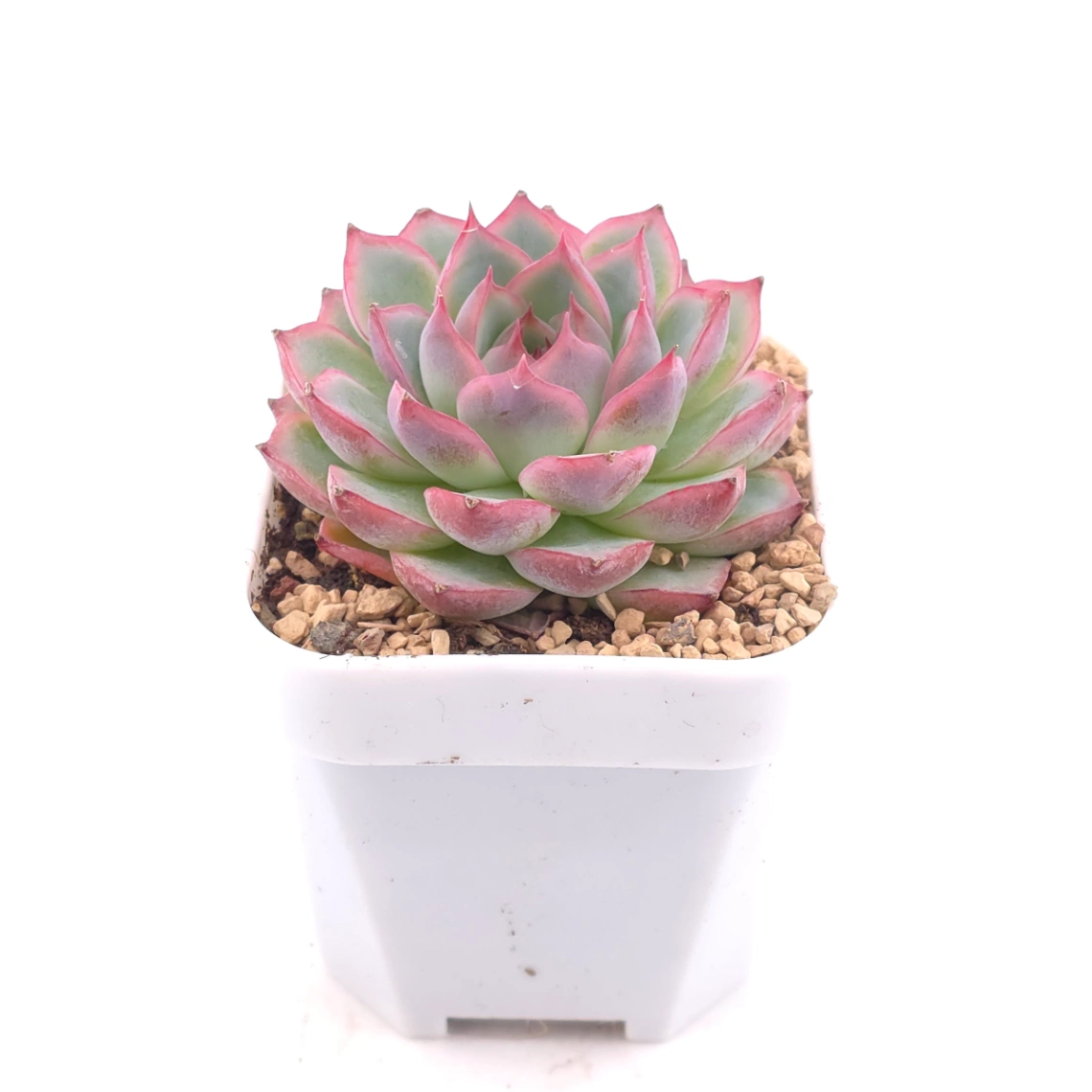 Echeveria ‘Wraith’ | 魅影 thumbnail 2