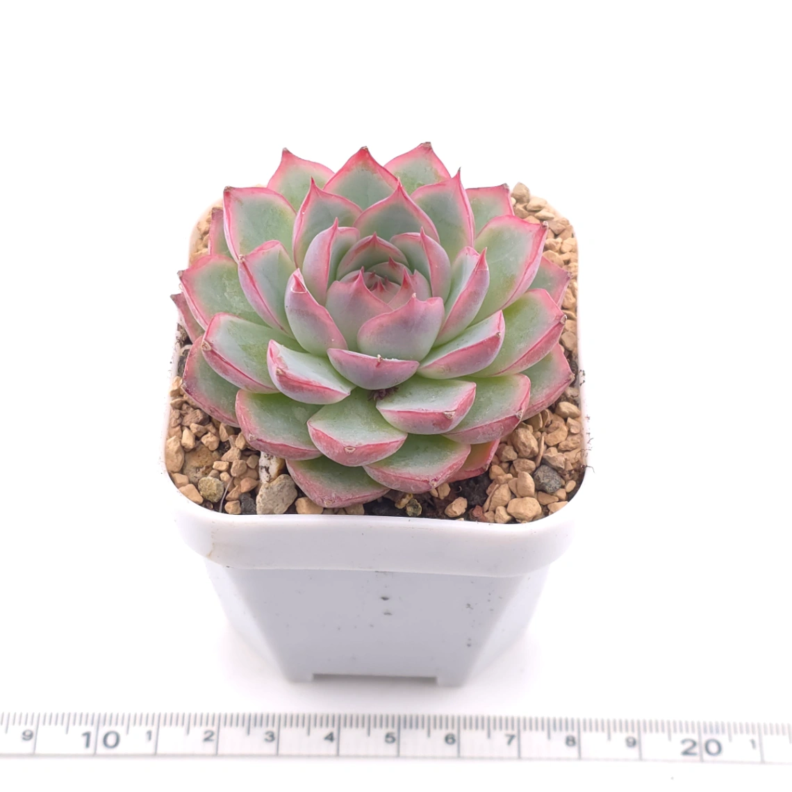 Echeveria ‘Wraith’ | 魅影 thumbnail 3