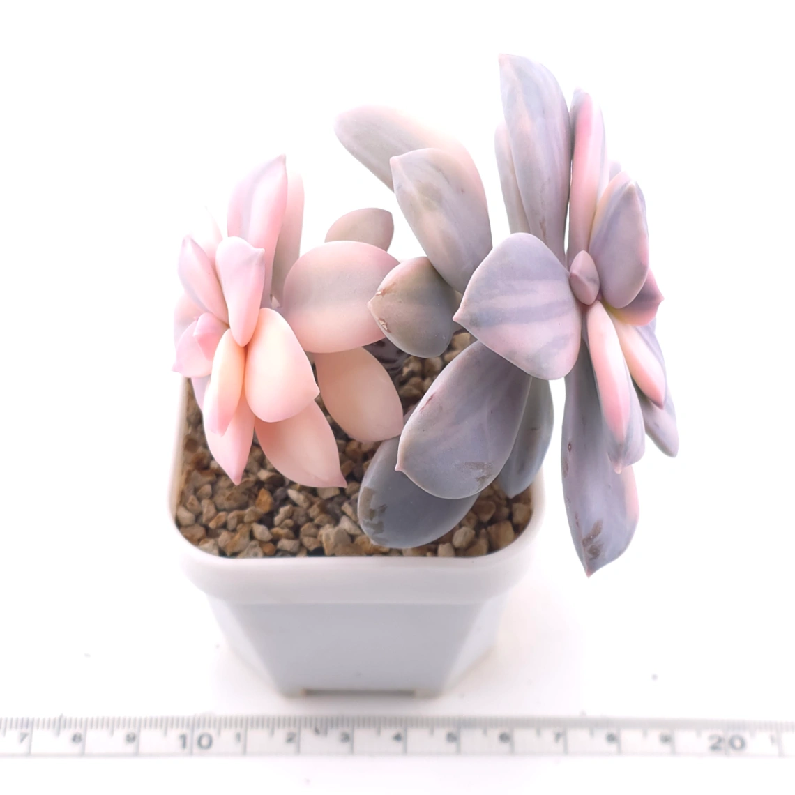 Graptopetalum pentandrum superbum variegated | 華麗風車錦 thumbnail 3