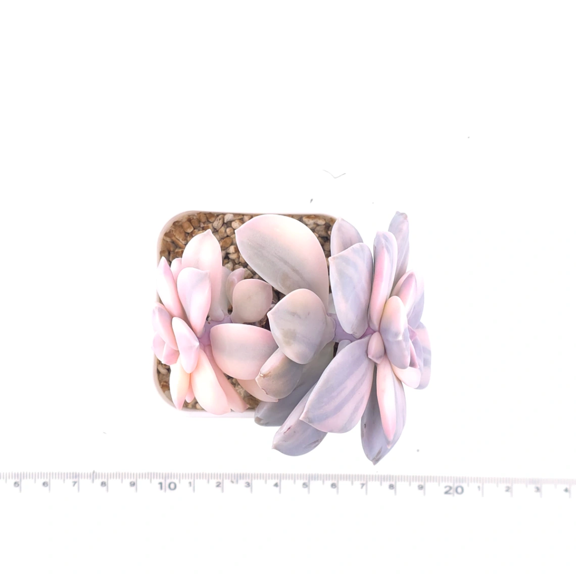 Graptopetalum pentandrum superbum variegated | 華麗風車錦 thumbnail 4
