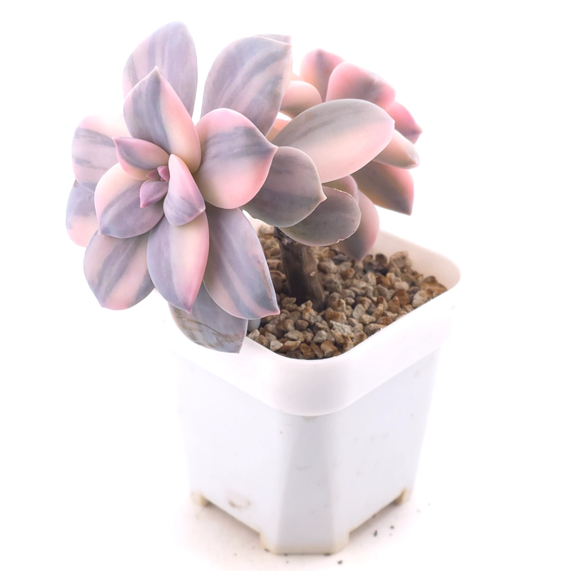 Graptopetalum pentandrum superbum variegated | 華麗風車錦 thumbnail 2