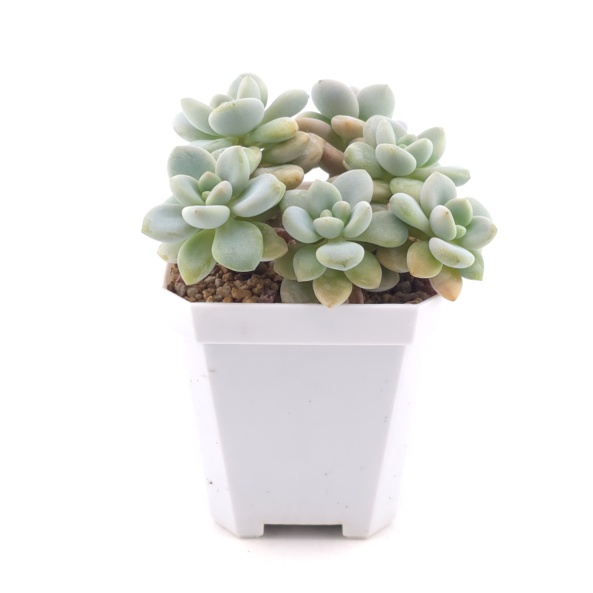 Graptosedum ‘Miul / Luo Goddess’ | 洛神 thumbnail 2
