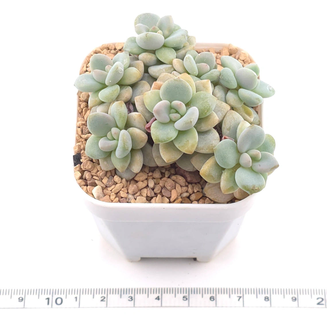 Graptosedum ‘Miul / Luo Goddess’ | 洛神 thumbnail 3