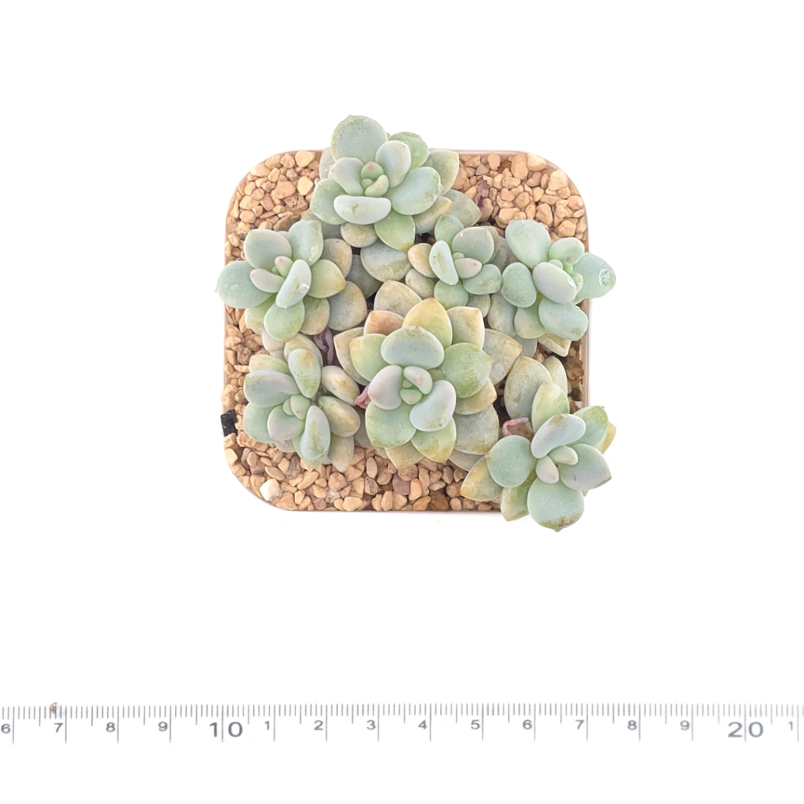 Graptosedum ‘Miul / Luo Goddess’ | 洛神 thumbnail 4